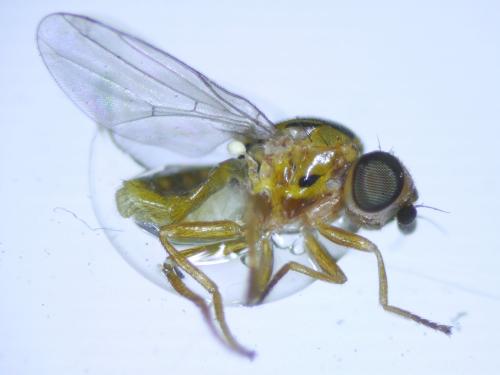 Réf. 277 674 : Thaumatomyia notata